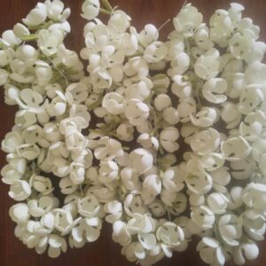 jasmine 5 petal
